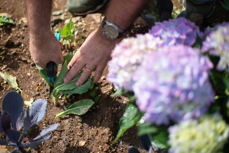 Unlock Unique Secrets: How to Level Up Gardening in Bloxburg
