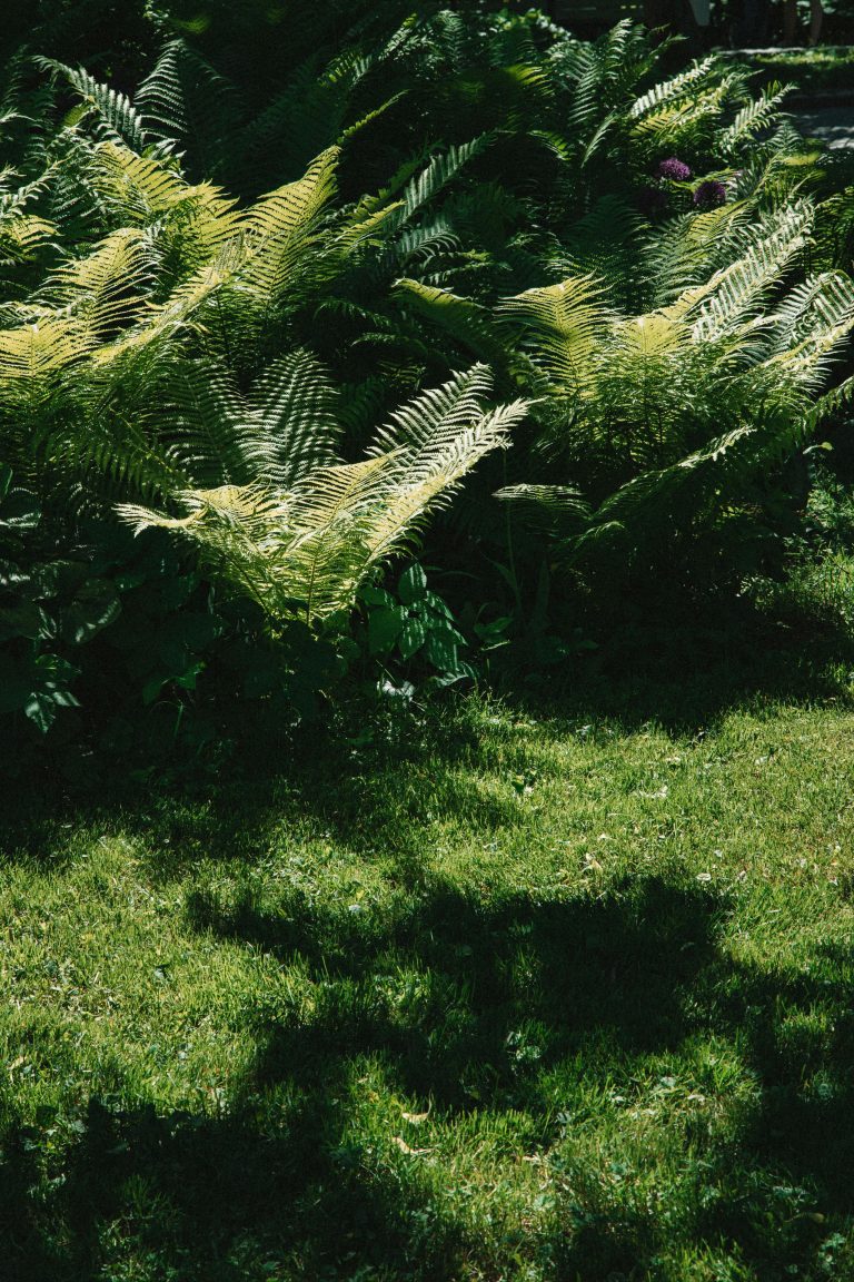 How to Grow Plants Faster: Proven Strategies for Joy